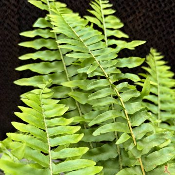 BOSTON FERN, HANGING BASKET- 10"