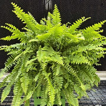 BOSTON FERN, HANGING BASKET- 10"