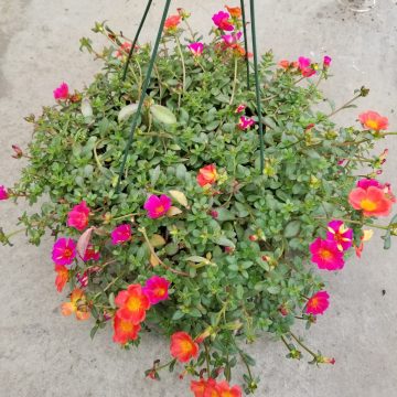 Portulaca ColorBlast Mix- 12" hanging basket