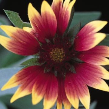 GAILLARDIA 'GOBLIN', SIZE #1