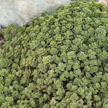 SEDUM 'JOHN CREECH', SIZE- QUART