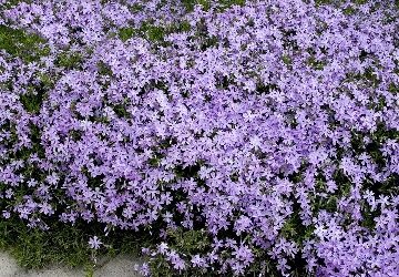 PHLOX 'EMERALD BLUE', SIZE- QUART