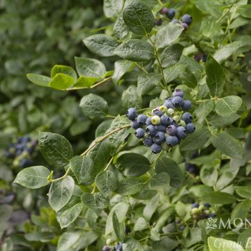 NORTHLAND BLUEBERRY, SIZE #1