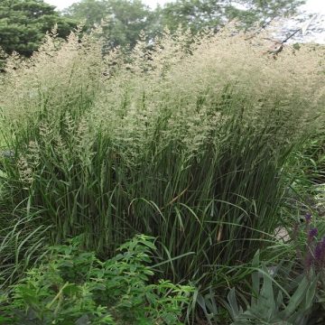 CALAMAGROSTIS 'KARL FORESTER', SIZE #1