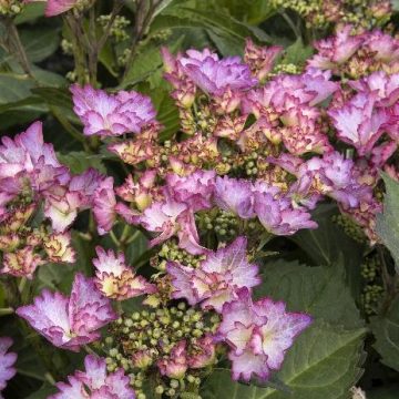 SEASIDE SERENADE® CRYSTAL COVE HYDRANGEA, SIZE #5