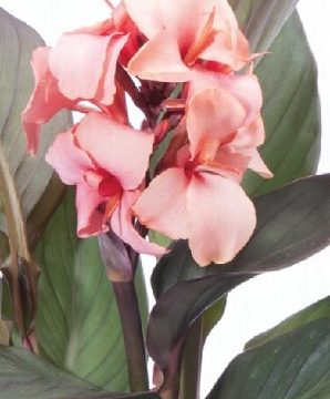 CANNA 'CANNOVA® BRONZE PEACH', SIZE #1