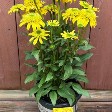 Echinacea 'Sunny Days™ Lemon', Size #1