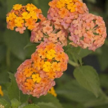 LANTANA 'MISS HUFF', SIZE #1