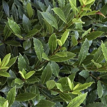 LITTLE RAGU® SWEET BAY, SIZE #1 Terra Cotta Pot