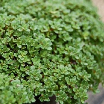 THYMUS 'ELFIN', SIZE- QUART