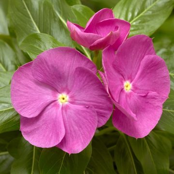 Vinca Cora® XDR Orchid - 4 pak