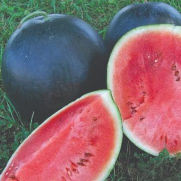 Watermelon 'Blacktail Mountain' -3½" pot