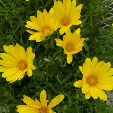 Osteospermum Voltage™ Yellow - 4 1/3" pot
