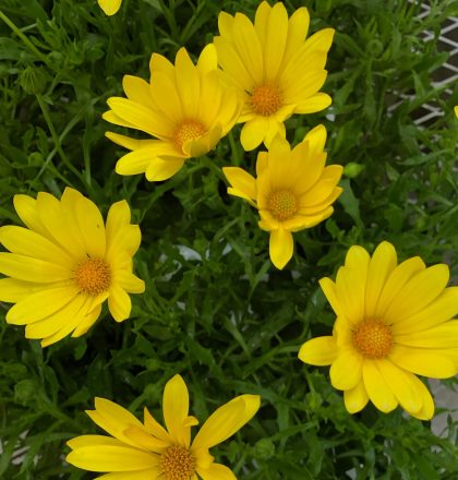 product-73938-1759497511-OSTVOL701-43WP