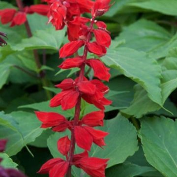 Salvia Saucy Red - 4 1/3" pot