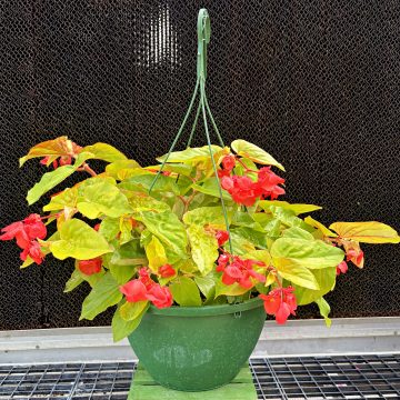 Begonia Canary Wings- 12" hanging basket
