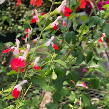 Salvia microphylla 'Hot Lips' - 6"