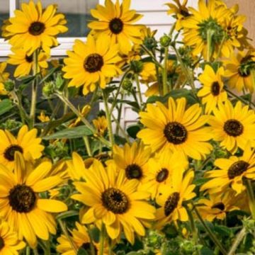 Helianthus 'Sunfinity™'- 6" pot