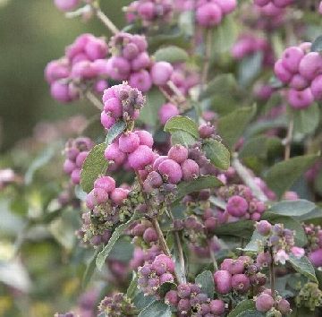 PINK SYMPHONY™ SYMPHORICARPOS, SIZE #2