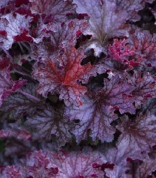 HEUCHERA 'RUBY TUESDAY', SIZE #1