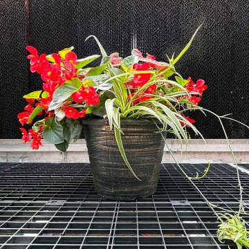 Combination 'Brandywine'- 14" Garden to Go