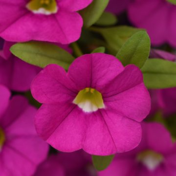 Calibrachoa Cabaret® Pink - 4 1/3" pot