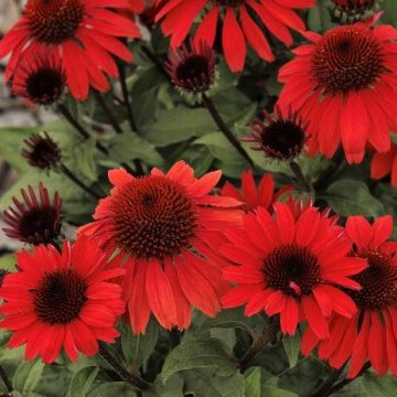 ECHINACEA 'PANAMA™ RED', SIZE #1