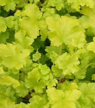 HEUCHERA 'LIME MARMALADE', SIZE #1