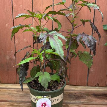 Hibiscus 'Carosuel™ Pink Candy', Size #2