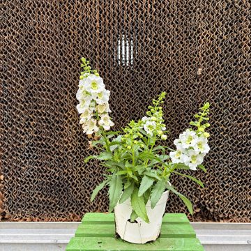 Angelonia Archangel™ White - 4 1/3" pot