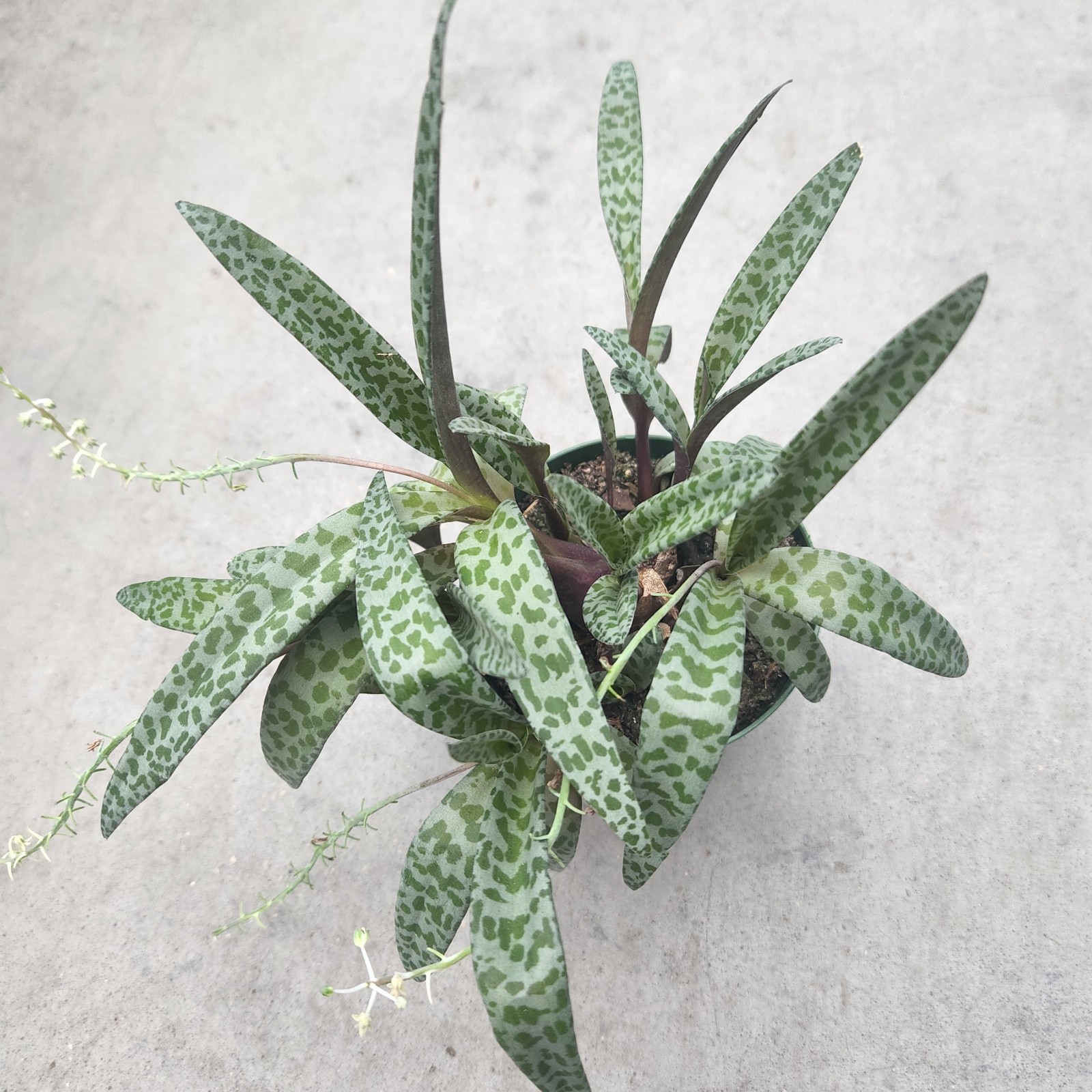 product-74126-1759485236-led4ss