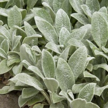 STACHYS 'SILVER CARPET', SIZE #1