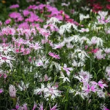 Dianthus 'Spooky Mix', SIZE #1