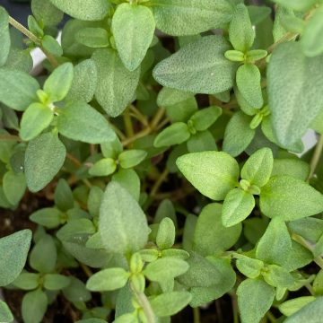 Thyme SimplyHerbs™ English - 3½"