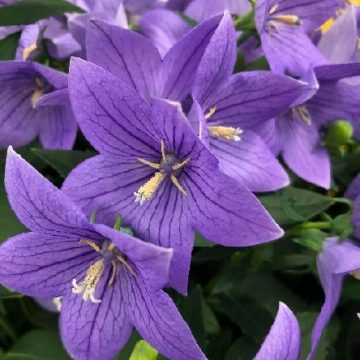 PLATYCODON 'TWINKLE™ BLUE', SIZE #1