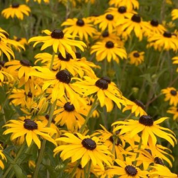 RUDBECKIA 'GOLDSTURM', SIZE #1