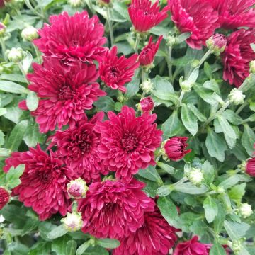 FALL MUM PATIO PLANTER Red/ Burgundy - 13" Pot