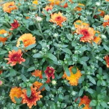 FALL MUM PATIO PLANTER Orange/ Bronze - 13" Pot