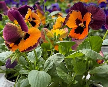 Pansy Inspire® Purple & Orange- 4 1/3" Pot