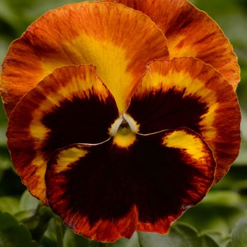 Pansy Matrix® Solar Flare- 4 1/3" Pot