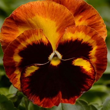 Pansy Matrix® Solar Flare- 4 1/3" Pot