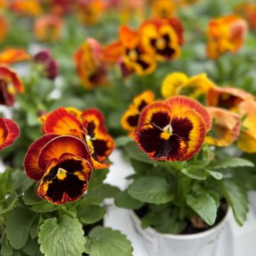 Pansy Matrix® Solar Flare- 4 1/3" Pot