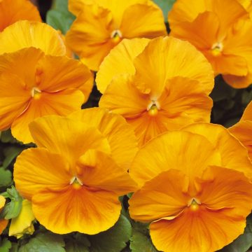 Pansy Matrix® Orange- 4 1/3" Pot