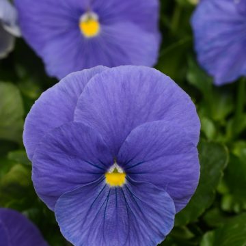 Pansy Matrix® True Blue- 4 1/3" Pot