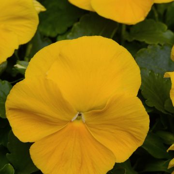 Pansy Matrix® Yellow- 4 1/3" Pot