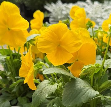 Pansy Matrix® Yellow- 4 1/3" Pot