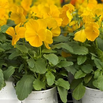 Pansy Matrix® Yellow- 4 1/3" Pot