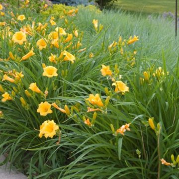 HEMEROCALLIS 'STELLA DE ORO', SIZE #1