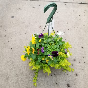 Combination Pansy Hanging Basket- 10" Pot
