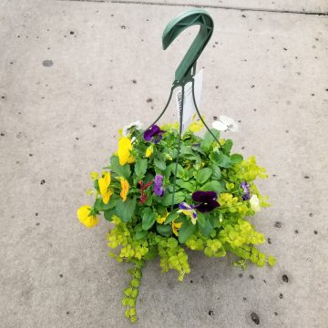 Combination Pansy Hanging Basket- 10" Pot